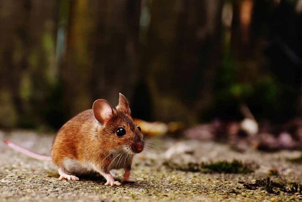 Mice - A detailed shot of a brown wood mouse on a natural outdoor surface, highlighting its whiskers and fur.